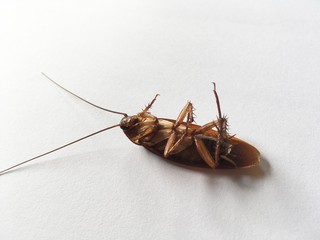 close up cockroach on white background