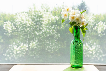 Bouquet of jasmine is on the table by the window in a green bottle on the background of jasmine bushes.