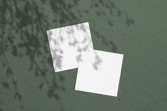 square business card Mockup. Natural overlay lighting shadows the leaves. Scene of Leaf Shadows.