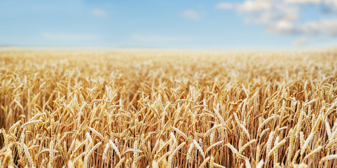 Wheat field. Ears of golden wheat close up. Beautiful Nature Sunset Landscape. Rural Scenery under Shining Sunlight. Background of ripening ears of wheat field. Rich harvest Concept.