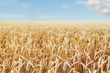 Wheat field. Ears of golden wheat close up. Beautiful Nature Sunset Landscape. Rural Scenery under Shining Sunlight. Background of ripening ears of wheat field. Rich harvest Concept. © Nadya Vetrova