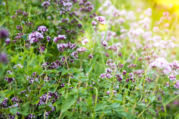 Origanum vulgare or common oregano, wild marjoram in the sunny day