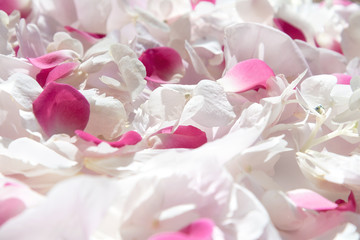 Scattered on the surface of the petals of white hydrangea, pink rose and pink peony.