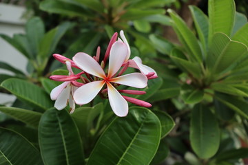 Pink Leelawadee Flower..