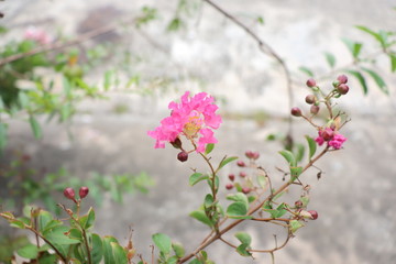 Pink Flower..