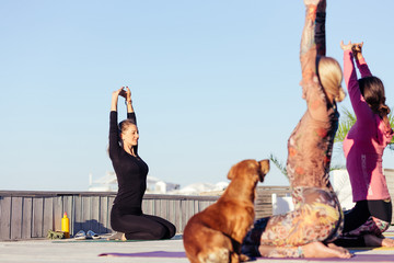?oncept of morning yoga with your pet. Little dog is happy to play sports together with the owner,...