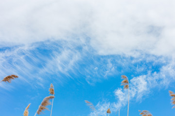 beautiful blue sky background with white clouds on sunny day