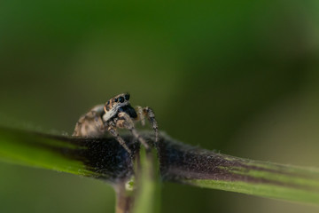Springspinne 1