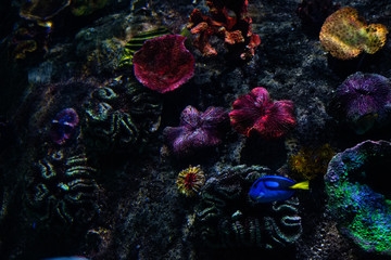 Fototapeta na wymiar blur rainbow corals in dark light blur aquarium