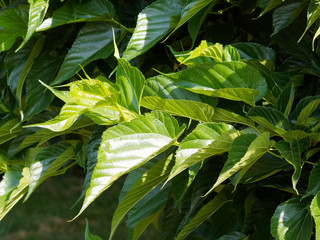 Feuilles vert foncé, lobées, lancéolées et duveteuses du mûrier platane (Morus australis)