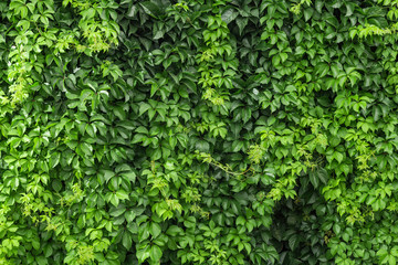 A climbing ivy on a wall