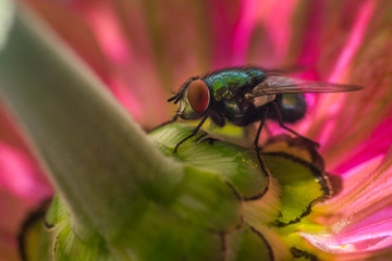 Fliege unter Blüte