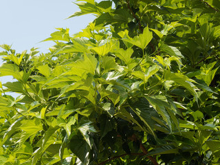 Feuillage luxuriant du mûrier à feuilles de platane (Morus australis)