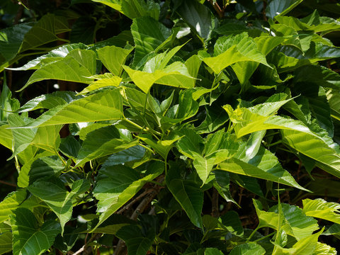 Feuilles vert foncé, lobées, lancéolées et duveteuses du mûrier platane (Morus australis)