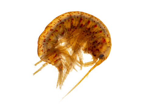 freshwater amphipod or scud, Gammarus lacustris, photographed on white background, side view
