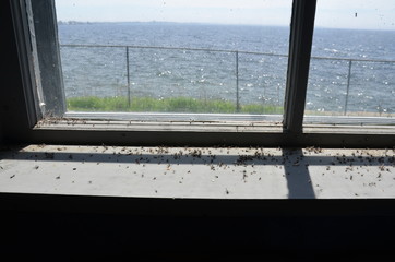 old window with dead mosquito insects and ocean