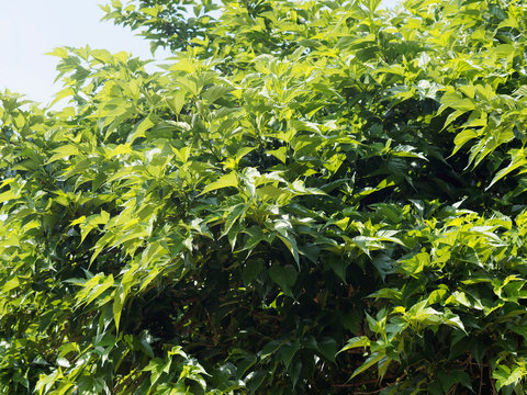 Feuillage luxuriant du mûrier à feuilles de platane (Morus australis)