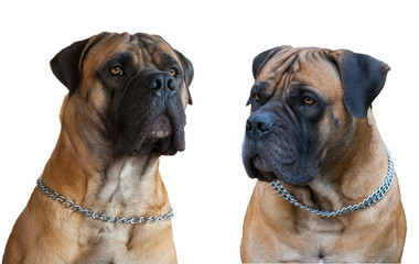 Obraz premium A rare breed of dog - the Boerboel (South African Mastiff). Two red dogs with amber eyes on a white background, isolated, close-up.