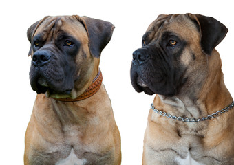 Obraz premium A rare breed of dog - the Boerboel (South African Mastiff). Two red dogs with amber eyes on a white background, isolated, close-up.