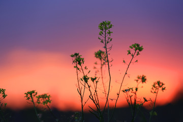 wild flowers on sunset sky background