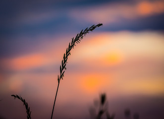 grass on susnset background