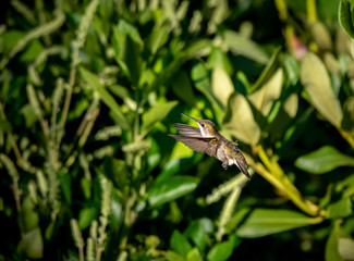 A hummingbird in flight searching for some flowers 
