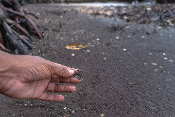 black sand beach is only one place in Thailand in Trat province..Black sand has properties to treat diseases.
