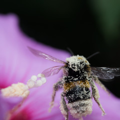 Hummel bei der Arbeit
