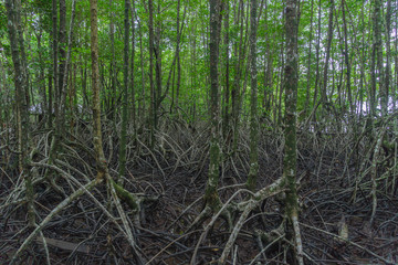 root of mangrove tree at black beach view point Trat Thailand.