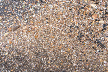 Scattered shells on a black beach. black sand beach is in Trat Thailand. Black sand has many medicinal properties. Travelers prefer to sleep in the sand. Or take a foot soaked in sand