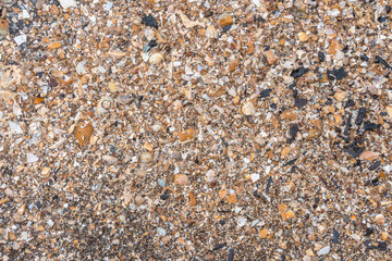 Scattered shells on a black beach. black sand beach is in Trat Thailand. Black sand has many medicinal properties. Travelers prefer to sleep in the sand. Or take a foot soaked in sand