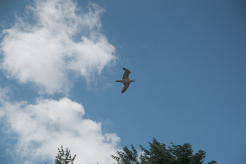 Soaring, white Seagull against the blue sky, on the sea of Azov