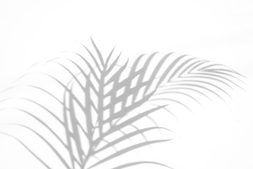 shadows palm leaf on white wall background. for creative design summer concept