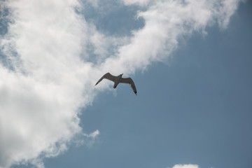 Soaring, white Seagull against the blue sky, on the sea of Azov