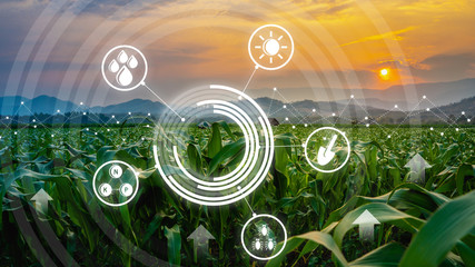 agriculture digital farm cornfield technology concepts with growing maize in the cultivated field and light shines sunset