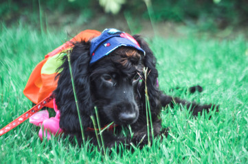 The good life of an animal