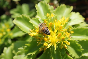 Biene auf einer gelben Blume