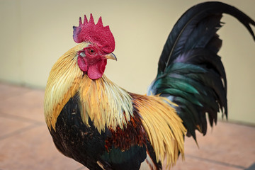Colorful red bantam chicken