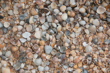 Shells close-up on the shore of the sea of Azov