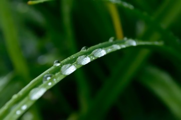 Obraz premium Leaf drops