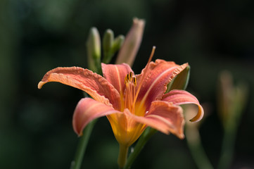 Flower Lily