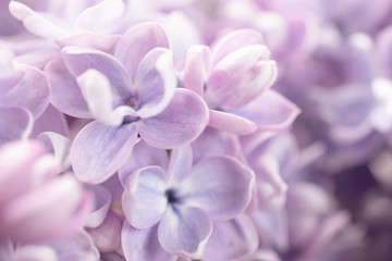 Fantasy lilacs flowers close-up on blurred background with soft focus effect. For this photo applied blurring.