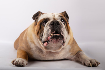 English bulldog lying down