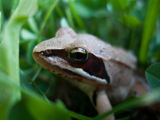 frog on leaf