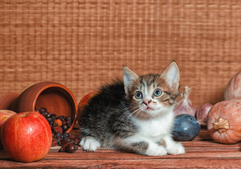 rural still life with a tabby color kitten