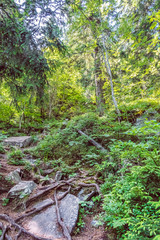 Primeval forest, Hrb hill, Vepor mountains, Polana, Slovakia © vrabelpeter1