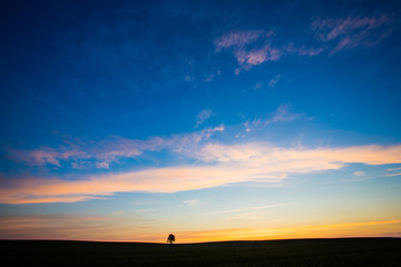 Fototapeta na wymiar Beautiful sunset in field. Lonely oak tree silhouette at dawn. Inspiration concept