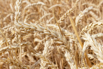 field with ears of grain wheat close up growing, agriculture farming rural economy agronomy concept