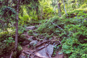 Primeval forest, Hrb hill, Vepor mountains, Polana, Slovakia © vrabelpeter1
