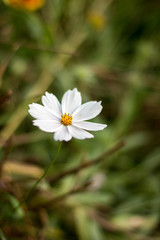 Wild flowers close-up in the autumn sunny day